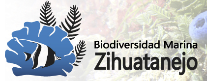 Programa Biodiversidad Marina de la Región de Zihuatanejo (BIOMAREZ)